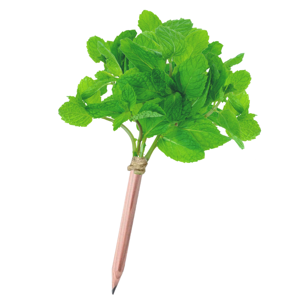 Seedz bloeipotlood met muntzaadjes, foto 2